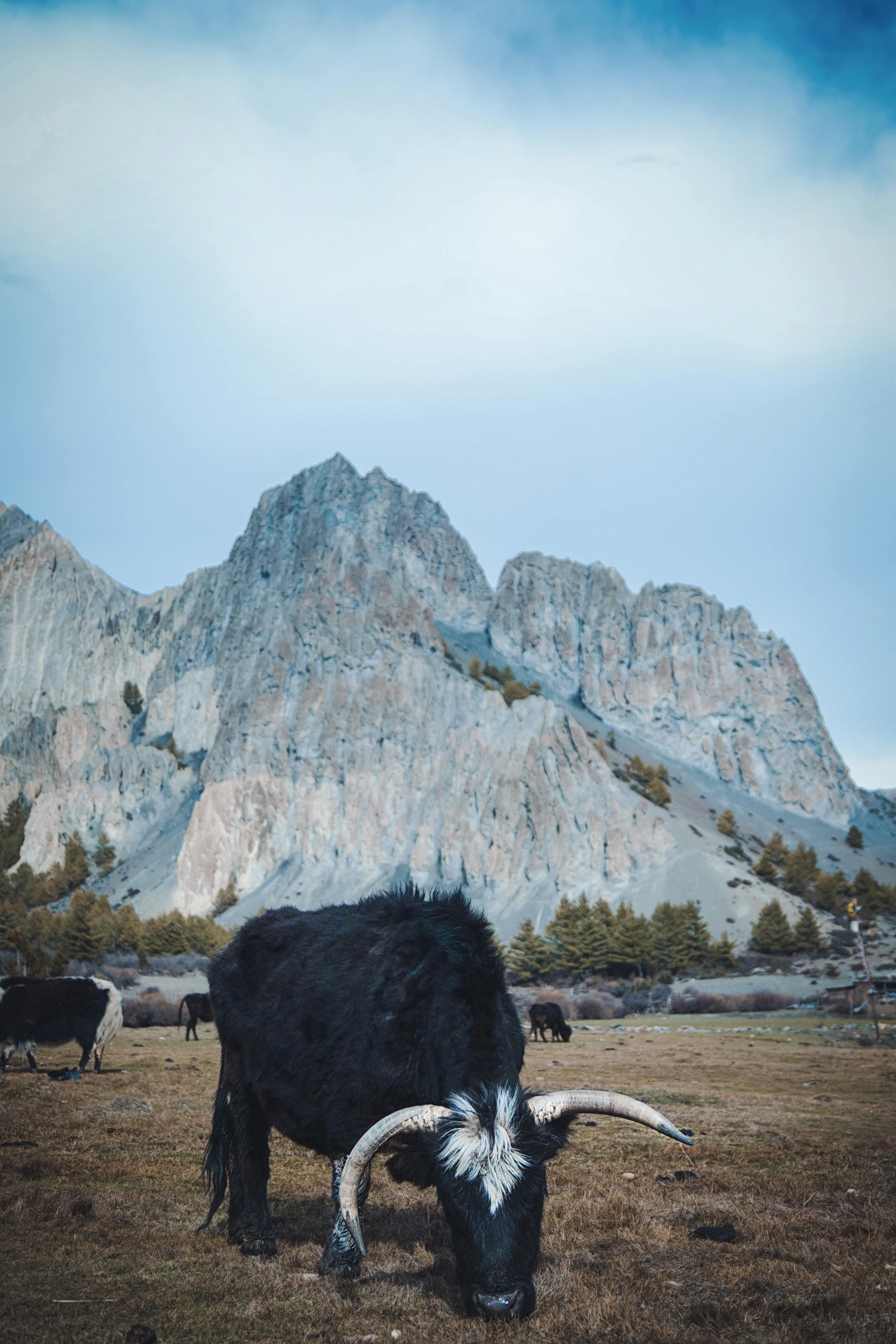 Nature and Wildlife - Image 4