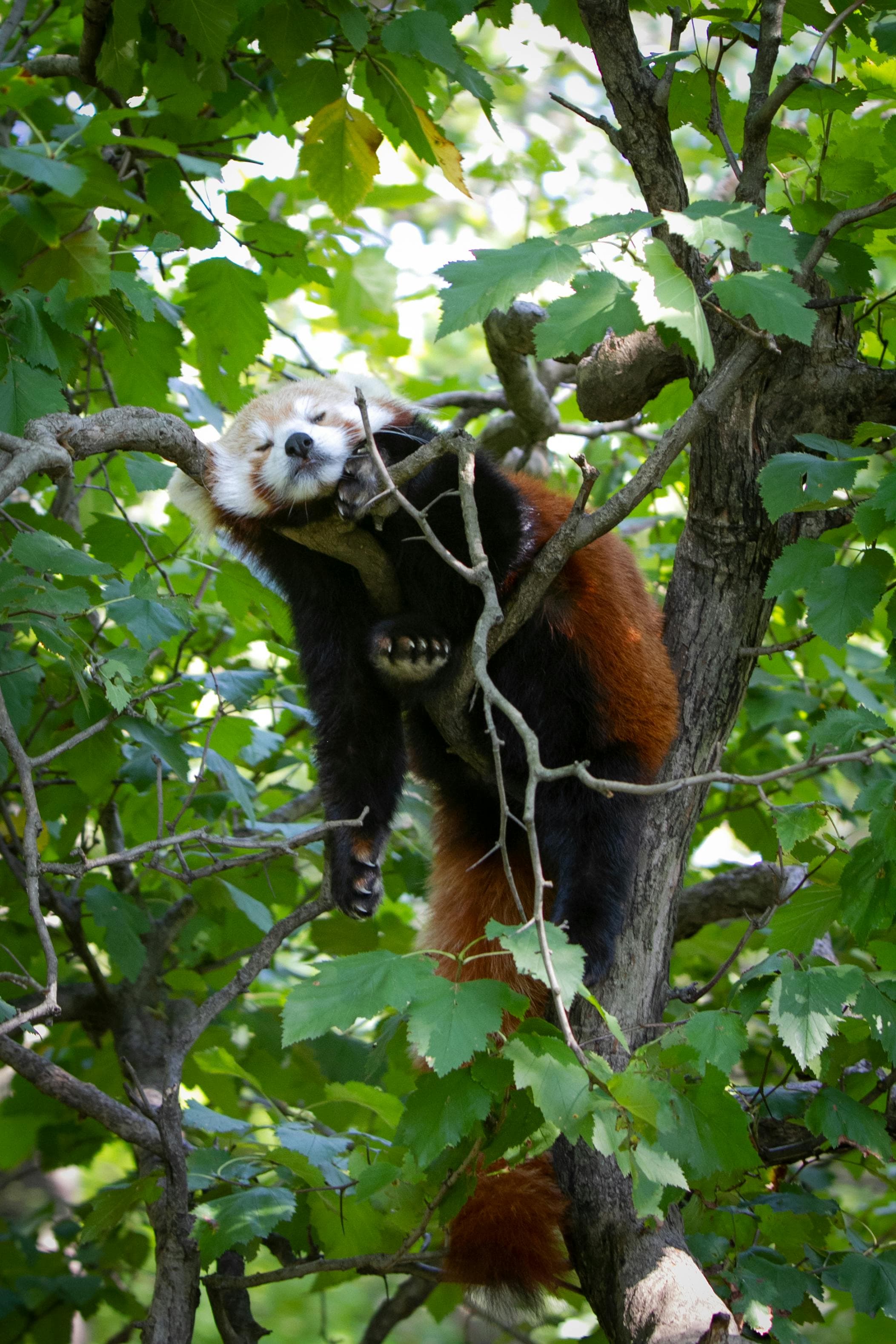 Nature and Wildlife - Image 6