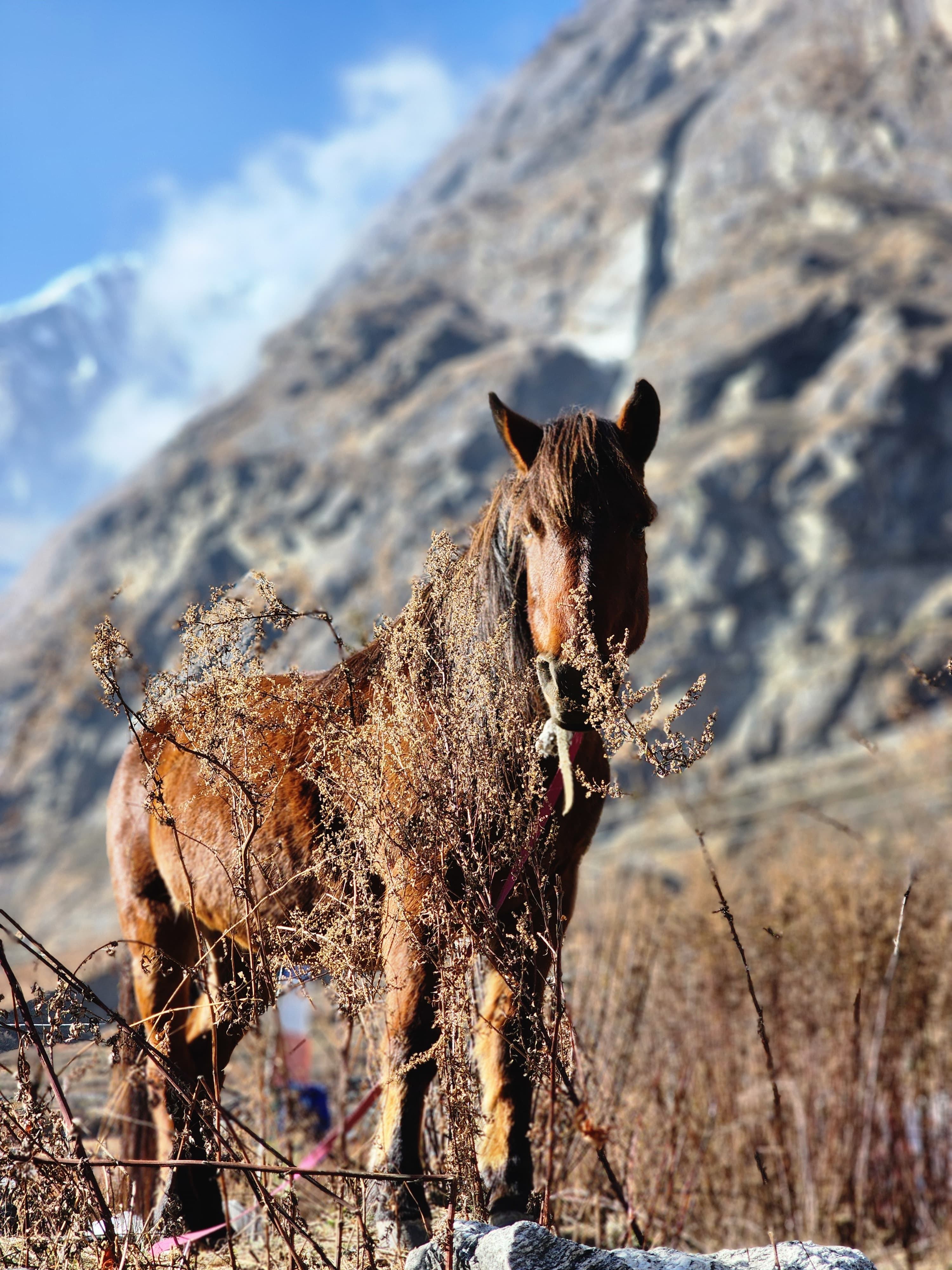 Nature and Wildlife - Image 7