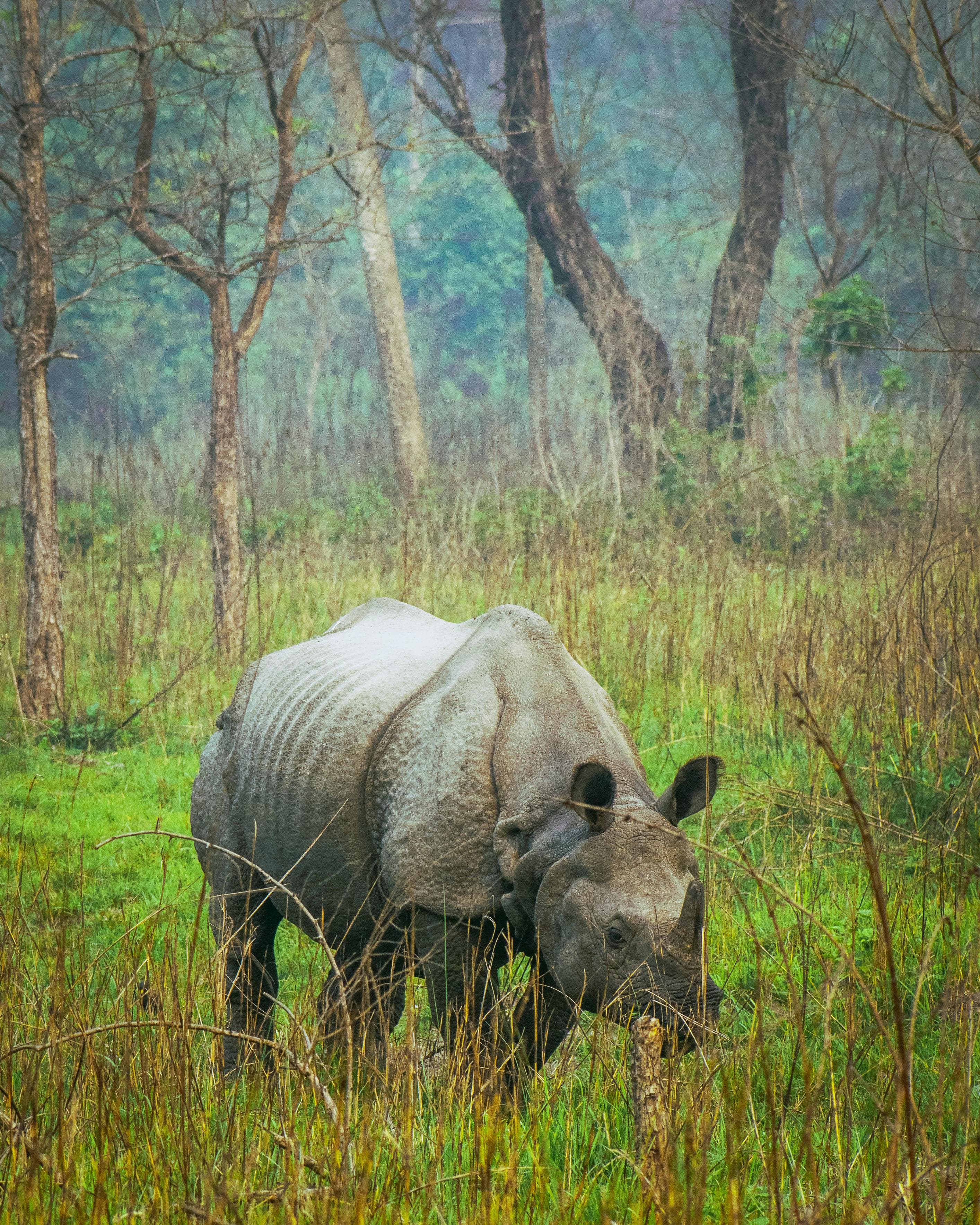 Nature and Wildlife - Image 3