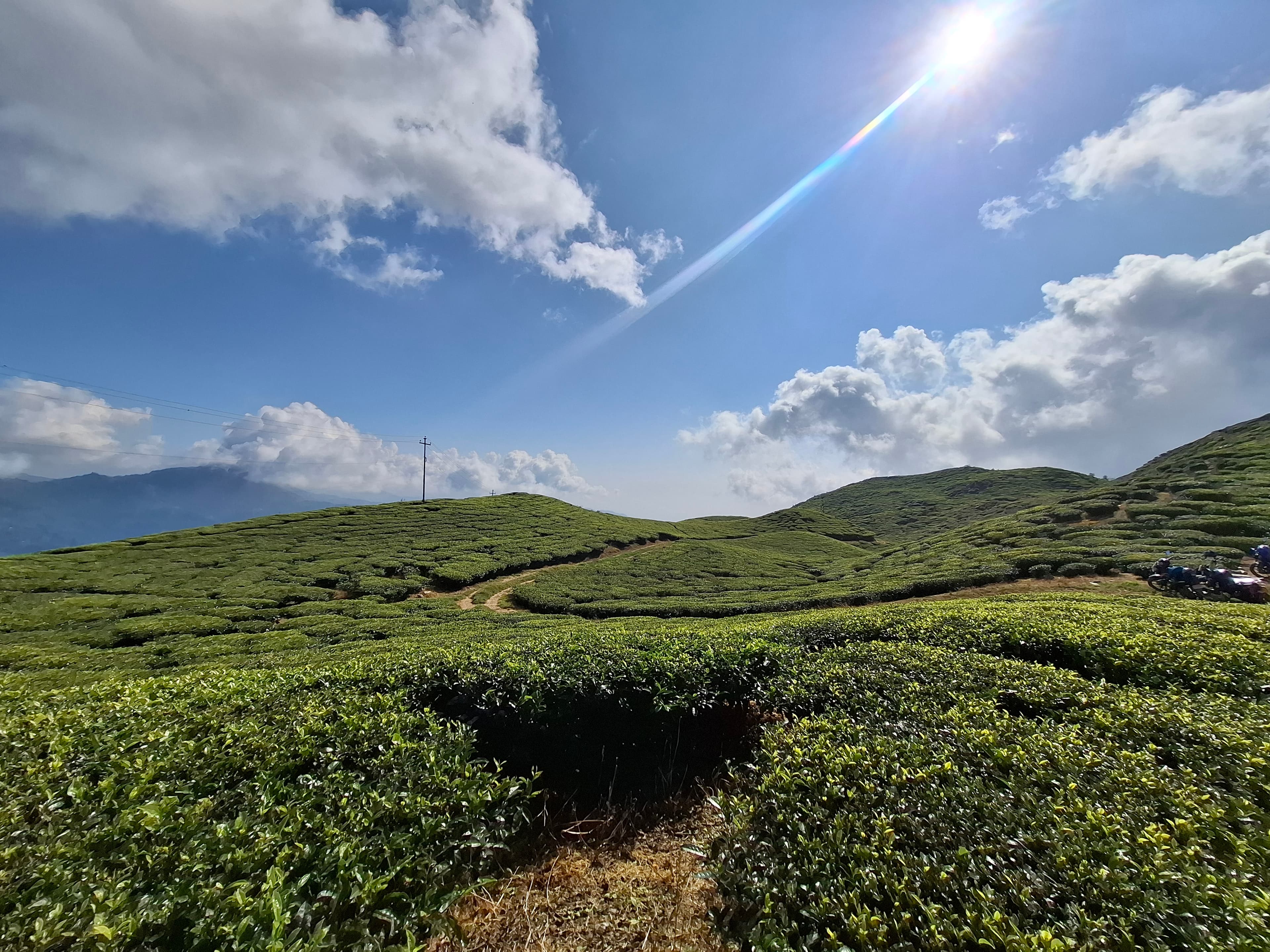 Green Panorama Tea Leaf Trail